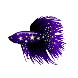 Starry Betta